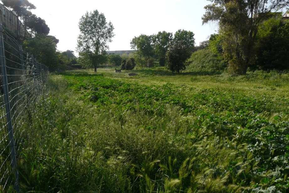 Rio Salivoli (Piombino) - rospi smeraldini in citt!